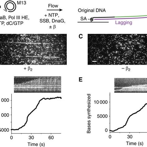 CMOS Electronic DNA Replication 的图像结果