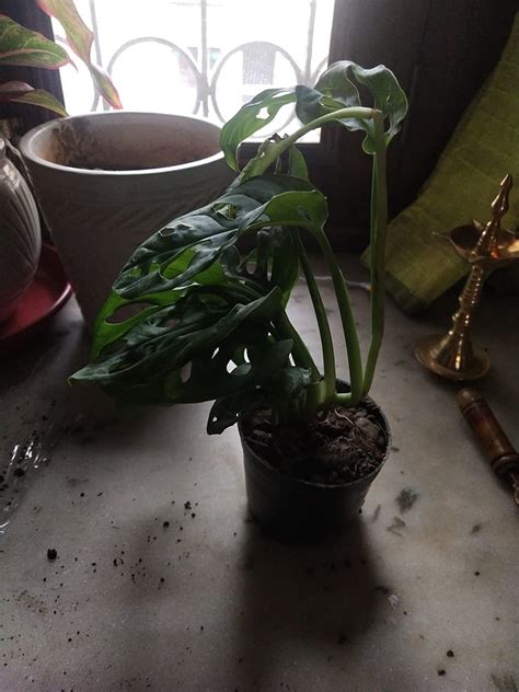 WoFLoo Monstera Obliqua (Swiss Cheese Vine/Broken Heart Plant) Natural ...