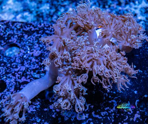 "Buy High-Quality Pulsing Xenia Coral for Your Aquarium | Order Now" – Zeo Box Reef Aquaculture
