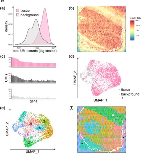 Image result for Dorsolateral Prefrontal Cortex
