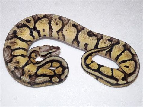 Image result for Pastel Russo Ball Python