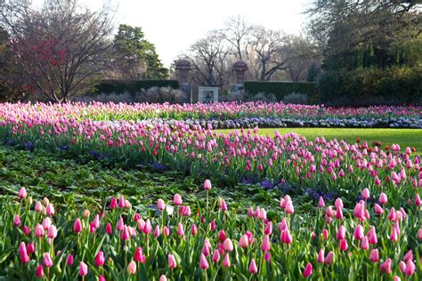 Top 7 Tulip Farms in Texas | Texas Heritage for Living