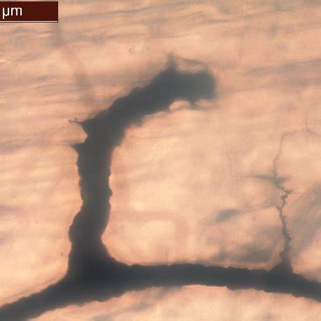 Electrical Tree Exploding 的图像结果