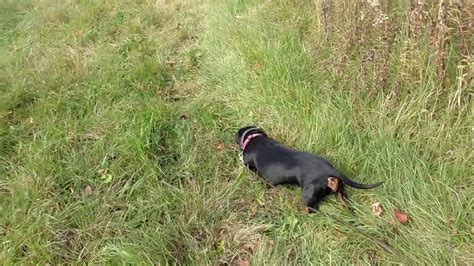 Types of Tracking Dogs 的图像结果