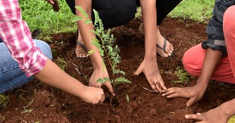 Move Over Food, You Can Now Order Tree Saplings Through 'Dial A Tree ...