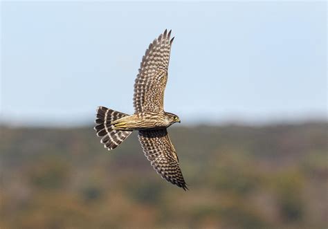 Image result for Merlin In-Flight