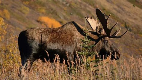 Explore 5 land creatures on Earth that swim better than you imagine