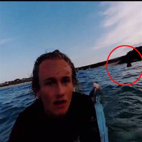 Monster Shark Sightings