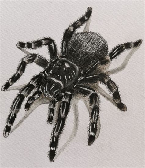 Spider Drawing | Tattoo Style Art