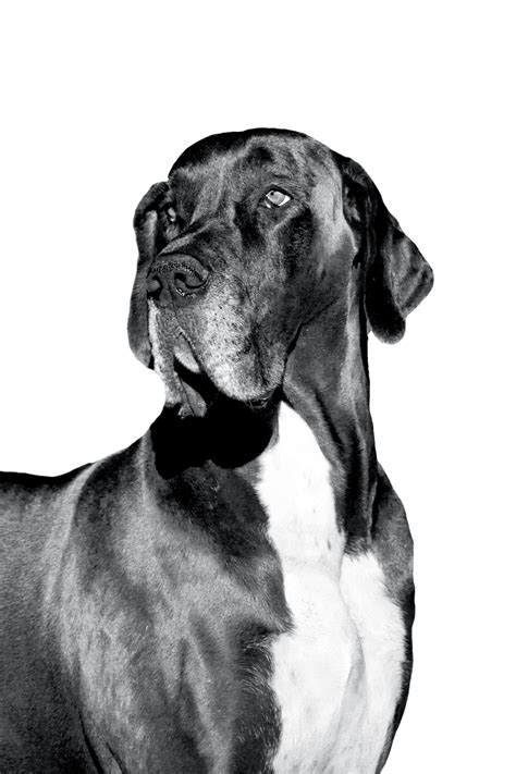 Great Dane | Royal Canin IN