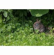 Image result for Scary Bunny Movie Europe