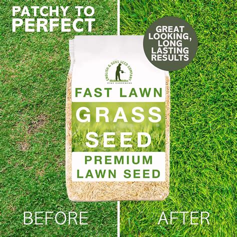 Get A Lush Lawn Fast: The Fastest Growing Grass Seed Options