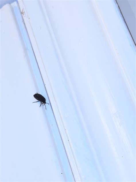 I keep finding this small black beetle(?) in my home and garage. When I ...