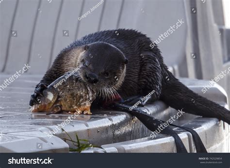 Hauser_lake Images: Browse 322 Stock Photos & Vectors Free Download ...