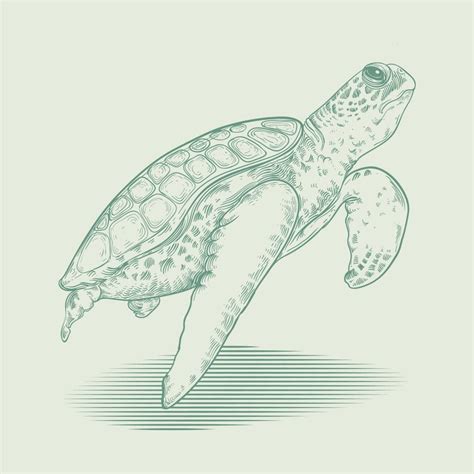 Turtle outline Images - Free Download on Freepik