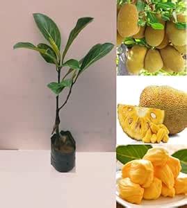 Plavu Maram Live Plant Kerala Jackfruit Tree Traditional Fruit Plant (1 ...