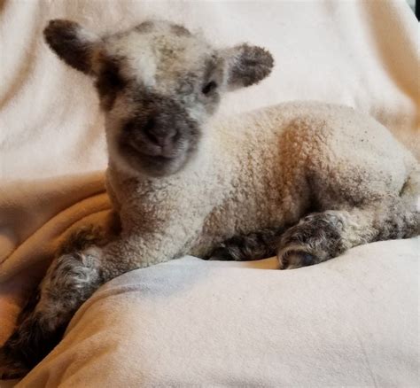Miniature Babydoll Southdown Sheep For Sale - Tanglewood Farm Miniatures