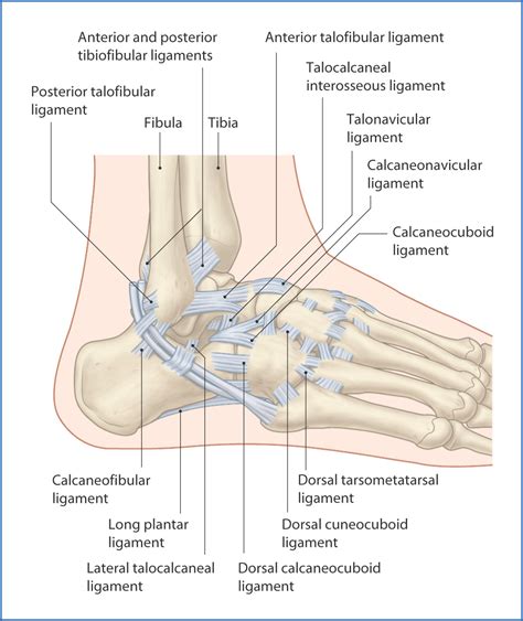 Ligaments Foot Anatomy at Manuel Cade blog