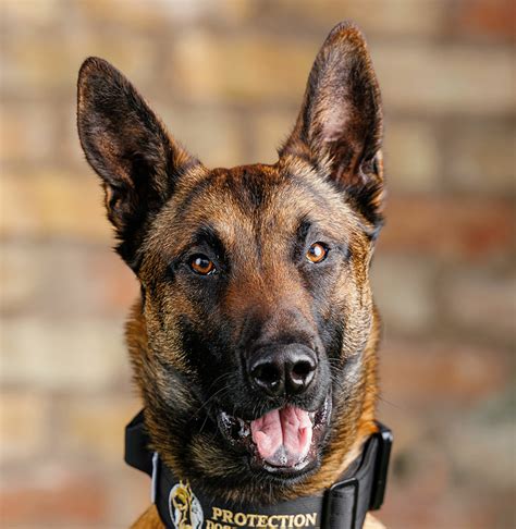 Are Belgian Malinois Good Protection Dogs