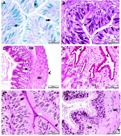 Image result for Digestive System Cells