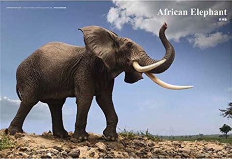 PNSO African Elephant Wild Life Realistic Large India | Ubuy