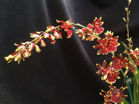 Oncostele Wildcat 'Golden Red Star' - orchid | Lewis Ginter Botanical ...