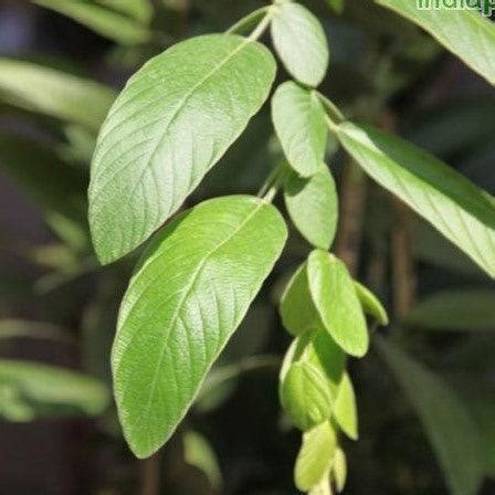 Exotic Braided Flower (Phyllodium longipes) & Fish Scales Plant (Desmo ...