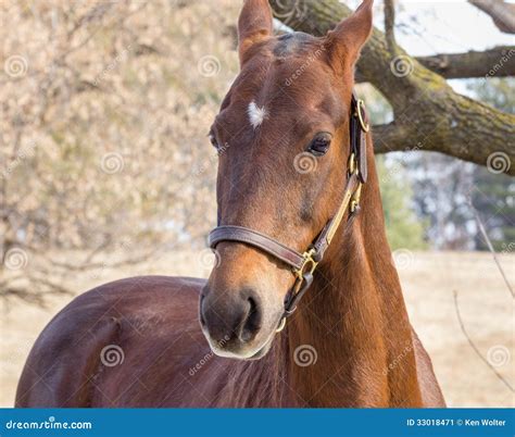 American Saddlebred Horse stock image. Image of bridle - 33018471