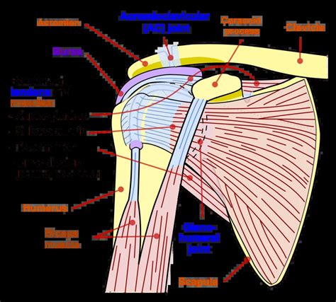 Image result for Acromion Function