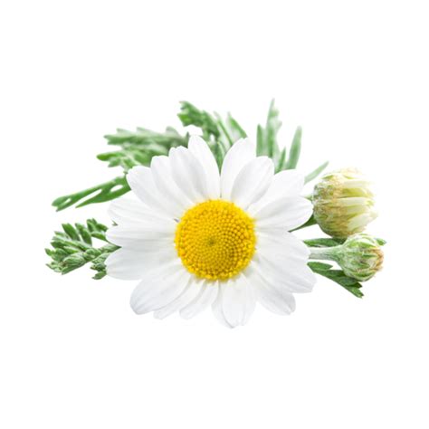 Chamomile Flower – Spice Nest