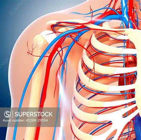Image result for Shoulder Anatomy Animated Tutorial