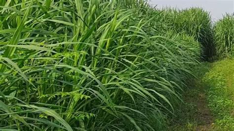 AMR and Green Fodder: हरा चारा भी कम करता है पशुओं में एंटीमाइक्रोबियल ...