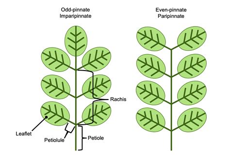 Angiosperm leaf architecture - Digital Atlas of Ancient Life