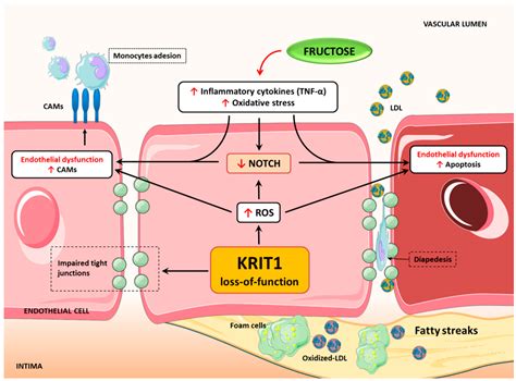 KRIT1 Deficiency Promotes Aortic Endothelial Dysfunction