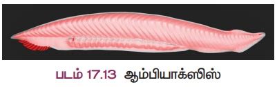 முதுகுநாணுள்ளவை (Chordata) - விலங்குலகம் | Phylum Chordata - Kingdom ...