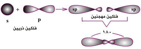 التهجين من نوع sp - منهاجي