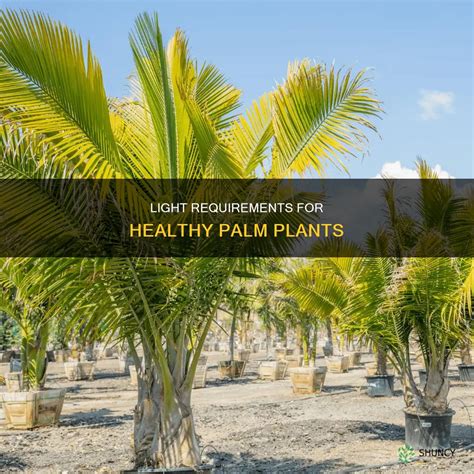 Light Requirements For Healthy Palm Plants | ShunCy