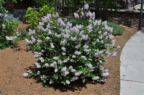 Dwarf Korean Lilac Tree