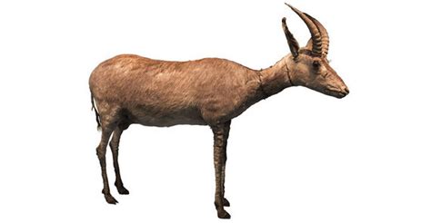 Elis Hempel (@elishempel@ecoevo.social) - ecoevo.social