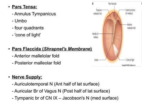 Anatomy & embryology ext ear & middle ear | ODP