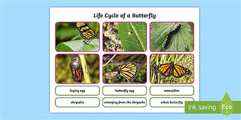 Life Cycle of a Butterfly Photo Cut Out Pack (teacher made)