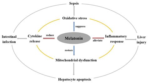 Insight of Melatonin: The Potential of Melatonin to Treat Bacteria ...