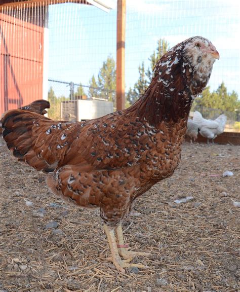 Russian Orloffs | Page 181 | BackYard Chickens - Learn How to Raise ...