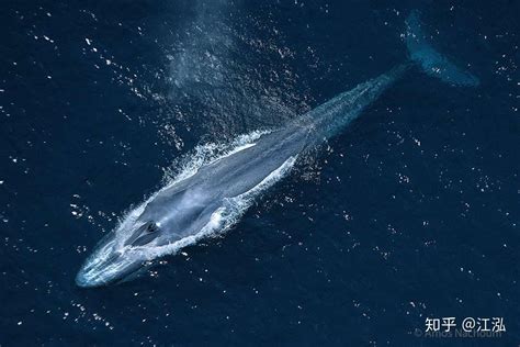 海豚和鲸鱼的呼吸孔怎么进化到头顶上去的？