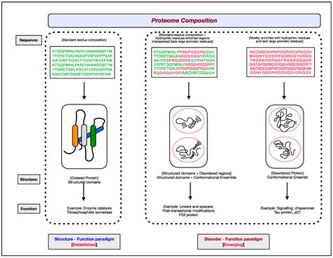 Intrinsically Disordered Proteins in Diseases | Encyclopedia MDPI