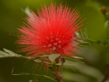 Calliandra haematocephala