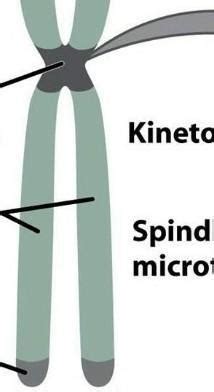 draw the morphology of eukaryotic chromosome and label the following ...