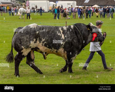 Belgian Blue bull showing at a country fair, Skibbereen Ireland Stock ...