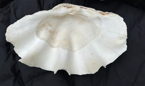 Image result for Large Clam Shells