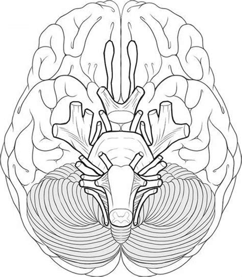 Brain Diagram Blank Worksheet Human Parts Outline System Nervous ...